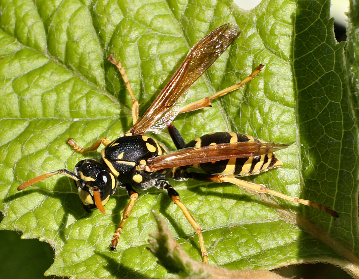 Polistes dominula